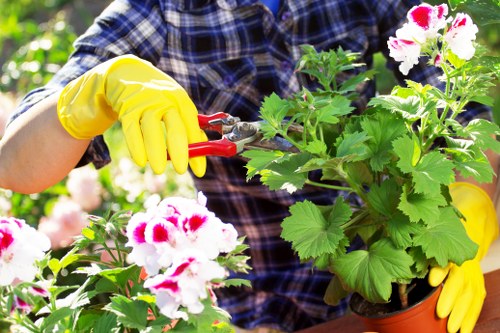 The image shows a person wearing a blue plaid shirt and bright yellow gardening gloves handling a pair of red-handled pruning shears to trim or prune flowering plants in a garden setting. The plants are in terracotta pots, featuring green foliage and white flowers with red centres. The surrounding environment appears to be a healthy outdoor garden, with other flower pots and greenery visible in the background. The scene takes place in natural daylight, suggesting clear weather conditions. The presence of flowering plants and well-maintained pots indicates ongoing gardening activities typical of a residential garden or landscaped outdoor space, reflecting the services provided by landscapers in Wanstead. The focus is on attentive plant care, showcasing a tidy and vibrant garden area suitable for gardening and outdoor maintenance work offered by [COMPANY_NAME].
