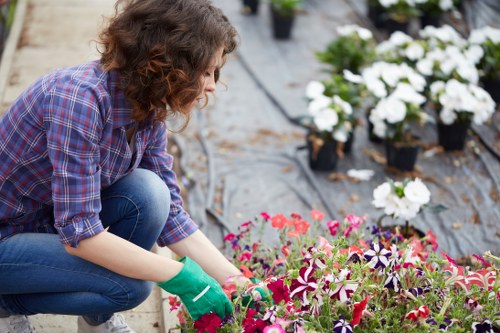A woman wearing a purple plaid shirt and green gardening gloves is tending to a mixed flower bed in a landscaped backyard. She appears to be planting or pruning vibrant pink, purple, and white flowers with dark green leaves, situated along a pathway of black landscape fabric that helps control weeds. In the background, there are additional potted white flowering plants arranged along the edge of the garden. The garden features a defined lawn area with dense, lush grass and a neat border of shrubs or hedges, contributing to an organized and well-maintained outdoor space typical of residential gardening in Wanstead, London. The scene is illuminated by natural daylight, indicating clear weather, and the overall environment reflects professional landscaping work aimed at enhancing curb appeal and garden health, consistent with services offered by Landscapers Wanstead.