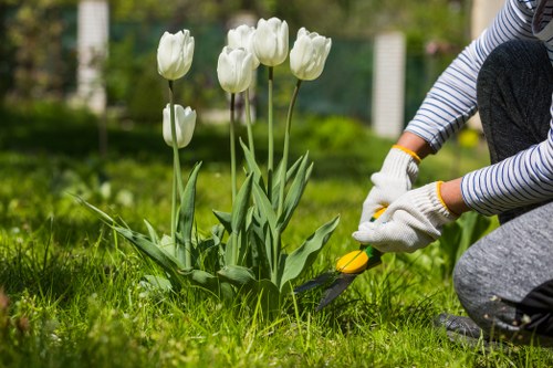 A person wearing striped long sleeves and gardening gloves is kneeling on a well-maintained lawn in a garden, using pruning shears to trim a group of white tulips with tall stems and broad green leaves. The surrounding garden features a lush grass lawn with a mixture of flowering plants and shrubbery, as well as a background with a wooden fence and additional greenery. The scene appears to be during daytime with natural sunlight illuminating the area, indicating outdoor garden maintenance. This image demonstrates typical gardening activities that Landscapers Wanstead provides as part of their lawn care and garden renovation services, highlighting the care taken in outdoor landscaping and plant management within a natural, suburban setting near Wanstead or nearby areas.