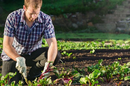 A man with red hair and a beard, dressed in a checked shirt and dark trousers, is kneeling in a garden bed during daylight, tending to leafy vegetable plants with reddish stems, possibly beets or chard. The garden features well-maintained, dark soil with neat, parallel rows of green plants. In the background, there are additional garden beds and a blurred, lush green hedge or trees, indicating a spacious outdoor area typical of a residential garden in the Wanstead or surrounding London area. The lighting suggests a clear, sunny day, contributing to a vibrant natural colour palette of greens and earth tones. The man’s gardening activity exemplifies outdoor maintenance and planting services provided by Landscapers Wanstead, supporting local gardening and landscaping needs in the area.