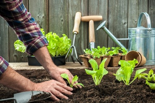 The image displays a close-up view of a person planting young lettuce seedlings into dark, rich soil in a garden bed, with their hands gently positioning the plants. Surrounding the planting area are additional garden tools, including a trowel, and several seedling trays with young plants, indicating ongoing cultivation activities. Behind the planting bed, a weathered wooden fence serves as a backdrop, providing privacy for the outdoor space. To the right, a metallic watering can and gardening gloves are visible, enhancing the impression of a well-maintained garden environment. The foreground is occupied by the gardener’s hands, actively engaging in planting, while the background includes a few potted plants and garden implements, emphasizing a productive and organised outdoor area designed for gardening services like flower bed creation and landscaping. Natural daylight illuminates the scene, highlighting the fresh green leaves of the seedlings and the textured soil, reflecting a typical day of outdoor garden work in Wanstead or nearby areas. This detailed image captures the essence of hands-on gardening and landscape preparation, relevant for gardening and landscaping service providers in the Wanstead area.