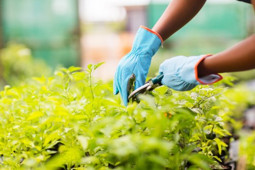 A person wearing blue gardening gloves is seen pruning or trimming a lush, green hedge in a well-maintained outdoor garden. The hedge comprises dense, vibrant foliage, with small, bright green leaves creating a thick barrier, likely forming part of a landscaped front or back garden area. The background features blurred greenery and possibly a greenhouse or garden structure, suggesting an organised gardening environment typical of residential properties in Wanstead or the nearby Essex area. The natural daylight indicates a clear day, with soft lighting highlighting the healthy, lively colours of the plants. Visible in the image is the person's arm, positioned to carefully trim the hedge, reflecting ongoing garden maintenance work. This scene exemplifies the type of shrub and hedge care that landscaping specialists like Landscapers Wanstead provide as part of comprehensive garden and outdoor space improvements, ensuring well-kept, functional outdoor environments in local residential settings.
