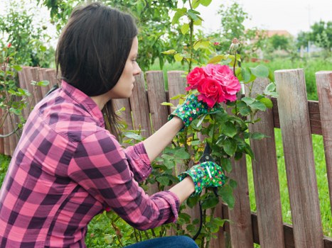 A woman with shoulder-length dark hair wearing a pink and black checkered shirt and colorful gardening gloves is carefully tending to a vibrant pink rose bush in a suburban garden. She is reaching through a wooden fence made of vertical slats with a natural finish, which separates her garden from neighboring properties. Behind her, the garden features a well-maintained lawn with dense, green grass, alongside a variety of leafy green shrubs and trees that provide a lush backdrop. The flower bed with the rose bush is bordered by soil and some small, low-growing plants. The scene appears to be set on a bright, partly cloudy day, with natural light illuminating the outdoor space and highlighting the vivid colors of the flowers and foliage. This scene is typical of residential gardening in Wanstead, offering an example of outdoor maintenance and plant care that local gardening services like Landscapers Wanstead could support, ensuring healthy plant growth and aesthetic appeal in front or back gardens.