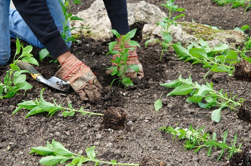 Professional landscapers working in Wanstead garden