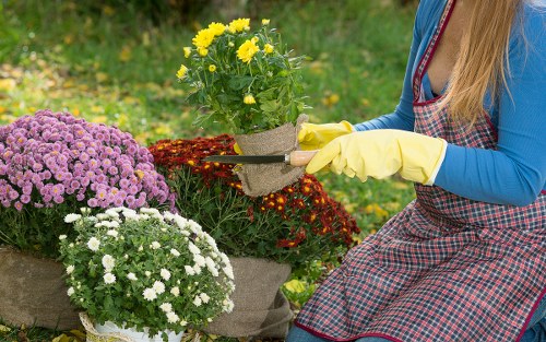 A garden scene featuring a grassy lawn with several flower pots arranged on a wooden surface. The pots contain vibrant yellow, purple, and white flowering plants, creating a colorful and lively outdoor display. In the background, there is a natural garden environment with green foliage and a slightly blurred hedge or shrubbery, indicating a well-maintained outdoor space typical of Wanstead gardens. The lighting suggests a bright, possibly sunny day, highlighting the rich green tones and the vivid colors of the flowers. This setting showcases typical garden planting and decorative planting containers, reflecting professional gardening and landscaping practices. The scene embodies a peaceful, cultivated outdoor area suitable for garden enhancements or maintenance by local landscapers such as Landscapers Wanstead.
