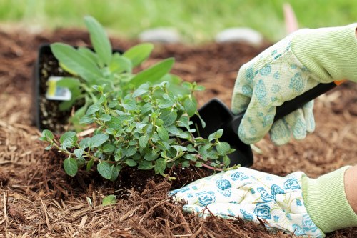 A gardener wearing light green gardening gloves is planting a small shrub with rounded, green leaves into a prepared garden bed with rich, dark soil. The shrub appears to be newly transplanted, with some soil still clinging to its roots. The surrounding area features a neat mulch layer covering the garden bed, which is bordered by a grassy lawn with lush, evenly cut green grass. In the background, there are hints of other garden elements such as potted plants or additional planting areas, reflecting an organized outdoor space typical of a well-maintained garden in Wanstead. The scene is illuminated by natural daylight, suggesting mild weather, perfect for gardening activities. This image exemplifies careful planting techniques that a professional landscaper like Landscapers Wanstead might undertake as part of their gardening and outdoor landscape management services, emphasizing sustainable and eco-friendly garden practices.