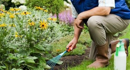 A person tending to a lush garden in Wanstead, within a neatly maintained outdoor space featuring vibrant yellow and purple flowering plants, a well-kept green lawn, and a background of shrubbery and small trees. The gardener, partially visible, is kneeling on the grass, wearing brown rubber boots and beige trousers, and is using a small handheld rake to work on the soil near the flower bed. Next to the gardener, a white plastic spray bottle is placed on the grass. The scene is set in natural daylight under an overcast sky, contributing to a bright and clear environment that highlights garden care activities. This outdoor space exemplifies typical residential landscaping and garden maintenance that a professional gardening service such as Landscapers Wanstead might support, emphasizing tidy planting beds, healthy plants, and a clean lawn area, relevant to clients seeking expert lawn and garden care in the Wanstead area.