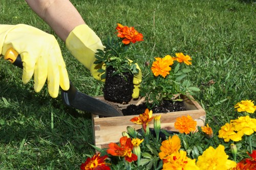 A gardener wearing yellow gloves is planting a vibrant orange marigold flower into a rectangular wooden planter box filled with dark soil, situated on a lush, well-maintained grassy lawn. Surrounding the planter, additional marigold flowers with bright yellow and orange petals are blooming, adding bursts of colour to the outdoor space. In the background, there is a neatly trimmed hedge or shrubbery along the edge of the garden, with a few small trees visible further back, suggesting an organized and landscaped yard typical of properties in Wanstead. The setting appears to be outdoors on a partly sunny day, with natural light highlighting the rich green tones of the grass and foliage. The overall scene showcases a scene of gardening activity focused on flower planting, which aligns with professional gardening and landscaping services offered by Landscapers Wanstead in the local area near E11 postcode, emphasizing attention to detail and outdoor garden maintenance.