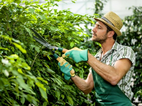 A male gardener working in an outdoor garden space, trimming a lush hedge with a pair of garden shears. He is wearing a straw hat, a plaid shirt, and green gardening gloves, standing on a well-maintained lawn area. The background features dense, leafy greenery with a mixture of shrubs and trees, providing a natural, landscaped environment typical of Wanstead gardens. The hedge appears healthy with dense, vibrant green foliage, positioned along a border that separates different parts of the garden. The scene is set in bright daylight with clear weather, highlighting the rich textures of the foliage and the natural tones of the soil and garden features. This outdoor space showcases a landscaped yard suitable for professional gardening services by Landscapers Wanstead, emphasizing lawn care and hedge maintenance within a typical residential garden setting in East London.
