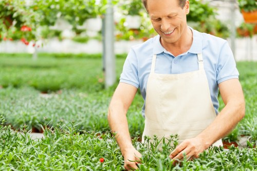 A man in a light blue shirt and beige apron is working in a well-maintained garden, tending to neat rows of green, leafy plants that are possibly herbs or vegetables. The garden is situated outdoors and features a dense, lush lawn with well-defined edges, bordered by vibrant flower beds and small shrubs. In the background, there are taller trees providing shade and a white greenhouse structure, indicating a productive horticultural environment. The garden surface includes areas of rich, dark soil and paving that separates different sections of the outdoor space. The overall scene is bright and sunlit, suggestive of a clear day, with natural light highlighting the healthy, green foliage and the man's focused activity. This setting reflects typical gardening practices and outdoor maintenance suitable for residential or commercial landscapes in Wanstead, Essex, aligning with the expertise of Landscapers Wanstead in garden care and landscape improvements.