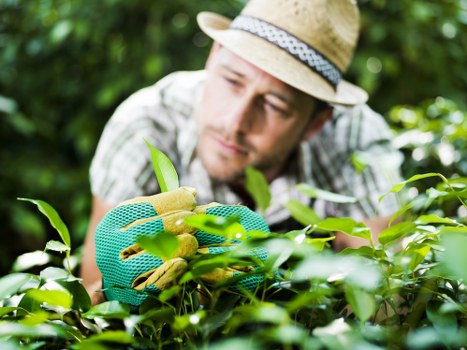 Seasonal gardening tips for Wanstead