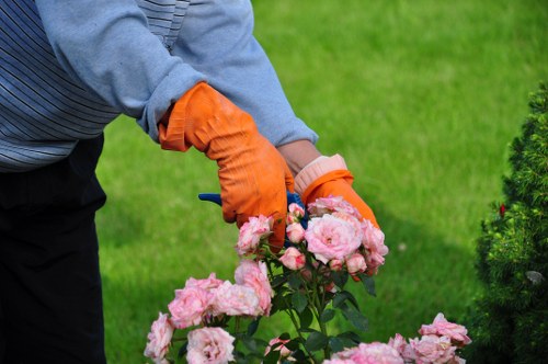 A person wearing a grey sweater and orange gardening gloves is tending to a flowering pink rose bush in a well-maintained garden. The garden features a lush, green lawn with evenly cut grass in the foreground, bordered by the rose shrub. In the background, there are neatly trimmed hedges and a variety of other plants, suggesting seasonal outdoor maintenance. The scene is set outdoors on a bright, possibly sunny day, with natural light illuminating the vibrant colours of the flowers and foliage. This setting showcases typical elements of a landscaped garden in Wanstead, with a focus on floral cultivation and garden upkeep, aligning with professional gardening and landscaping services offered by Landscapers Wanstead.